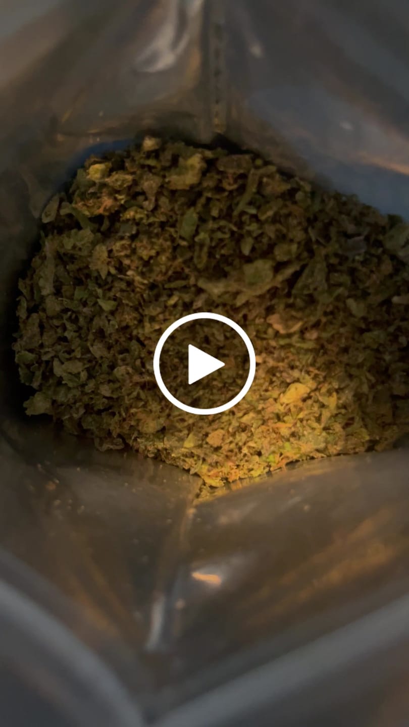 Customer video review of BOGO -  New. Jack Ramsey THCa Shake 1oz