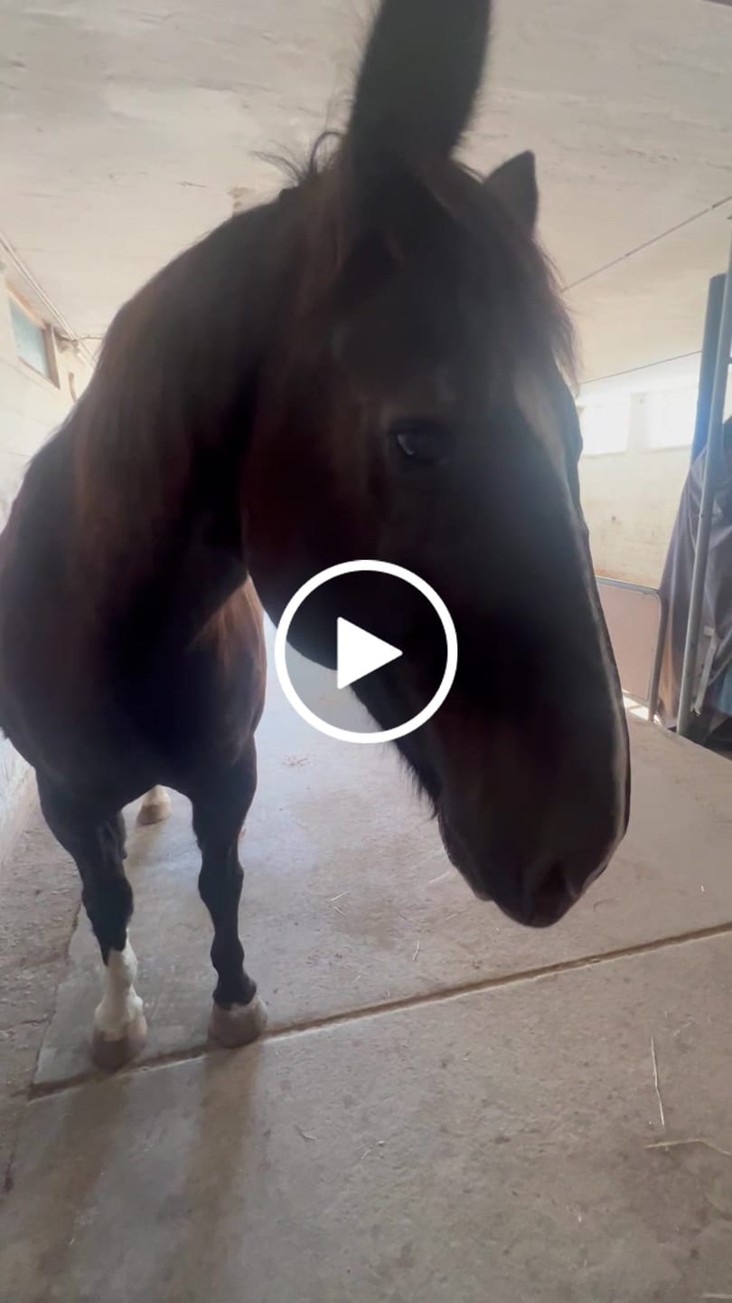 Customer video review of Apfel Chips