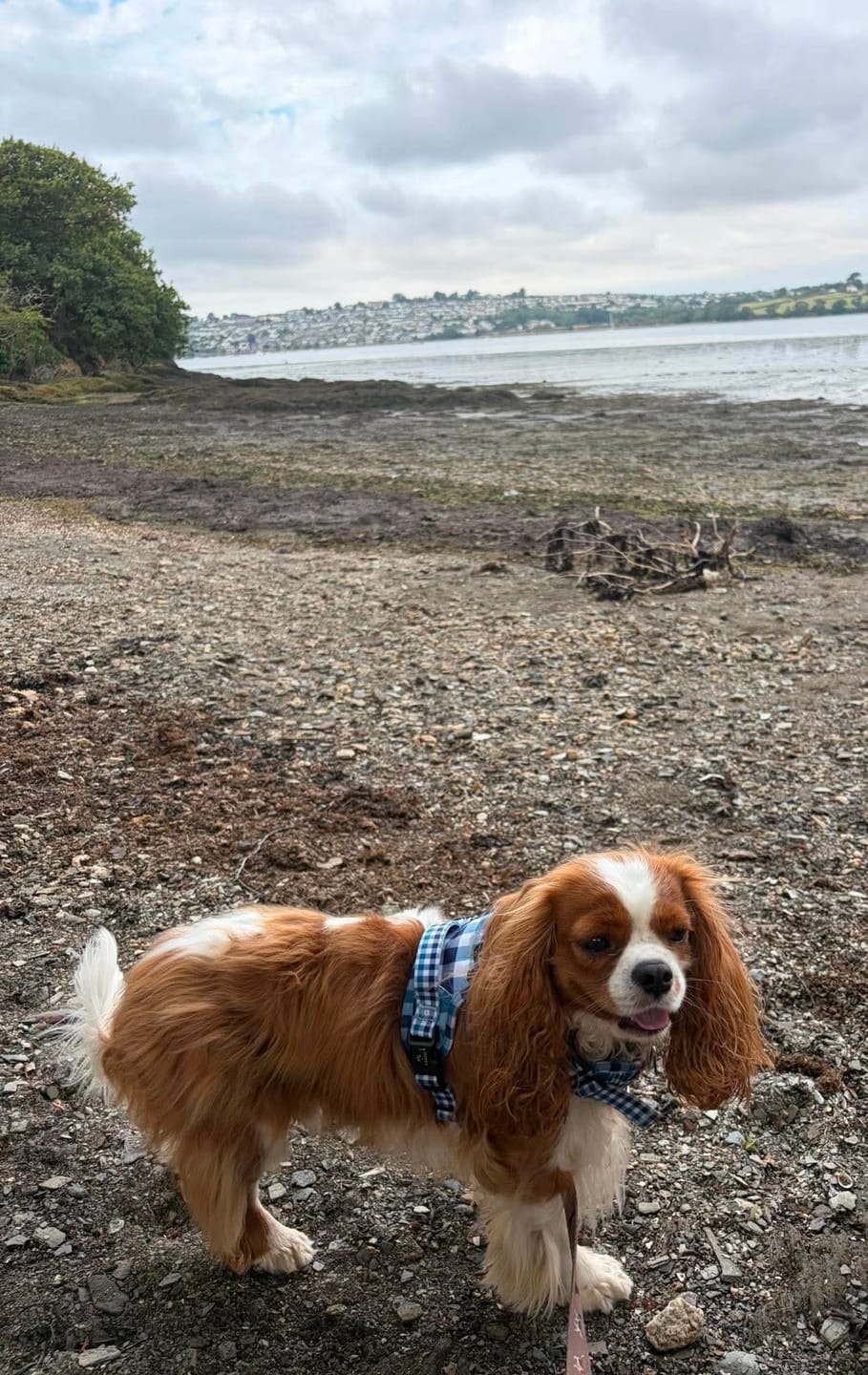 Customer photo review of 3-Click Tough Step-in Dog + Puppy Harness | Blueberry Plaid