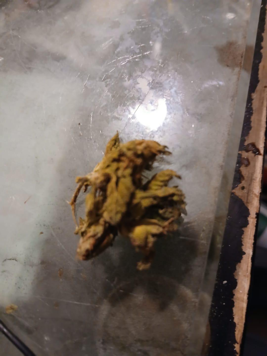 Customer photo review of Green Crack - 28 Grams - Sativa