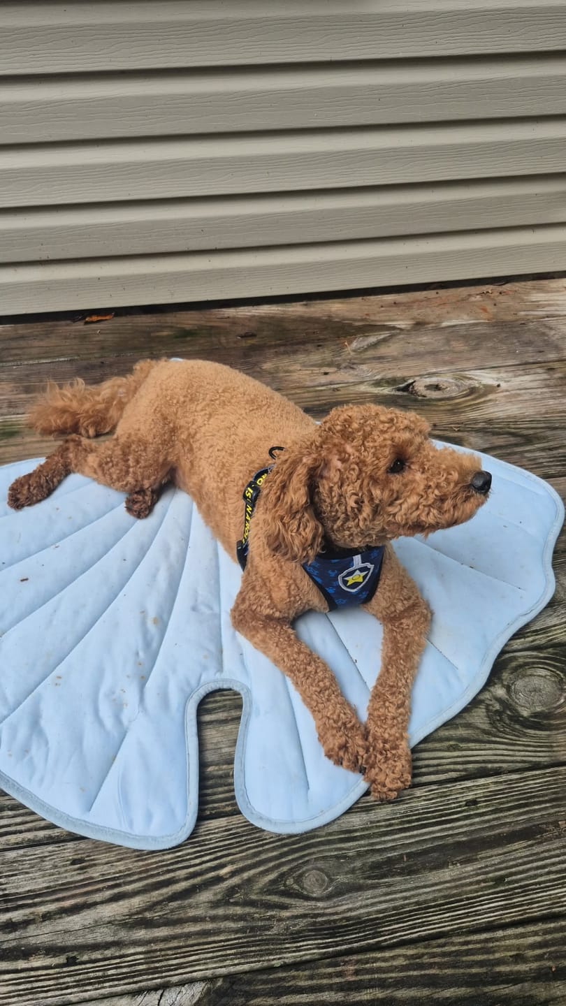 Customer photo review of Paw Patrol: Chase Dog Harness
