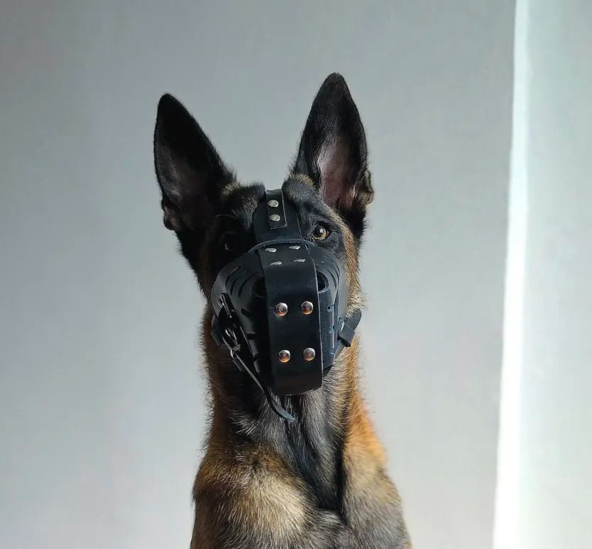 Customer photo review of Muselière en cuir pour chien - Sécurité & confort