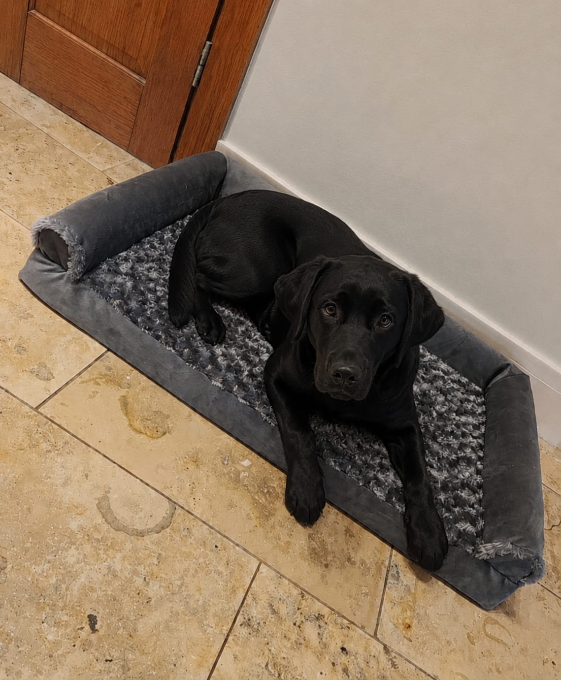 Customer photo review of OrthoWave Komfortbett🐾