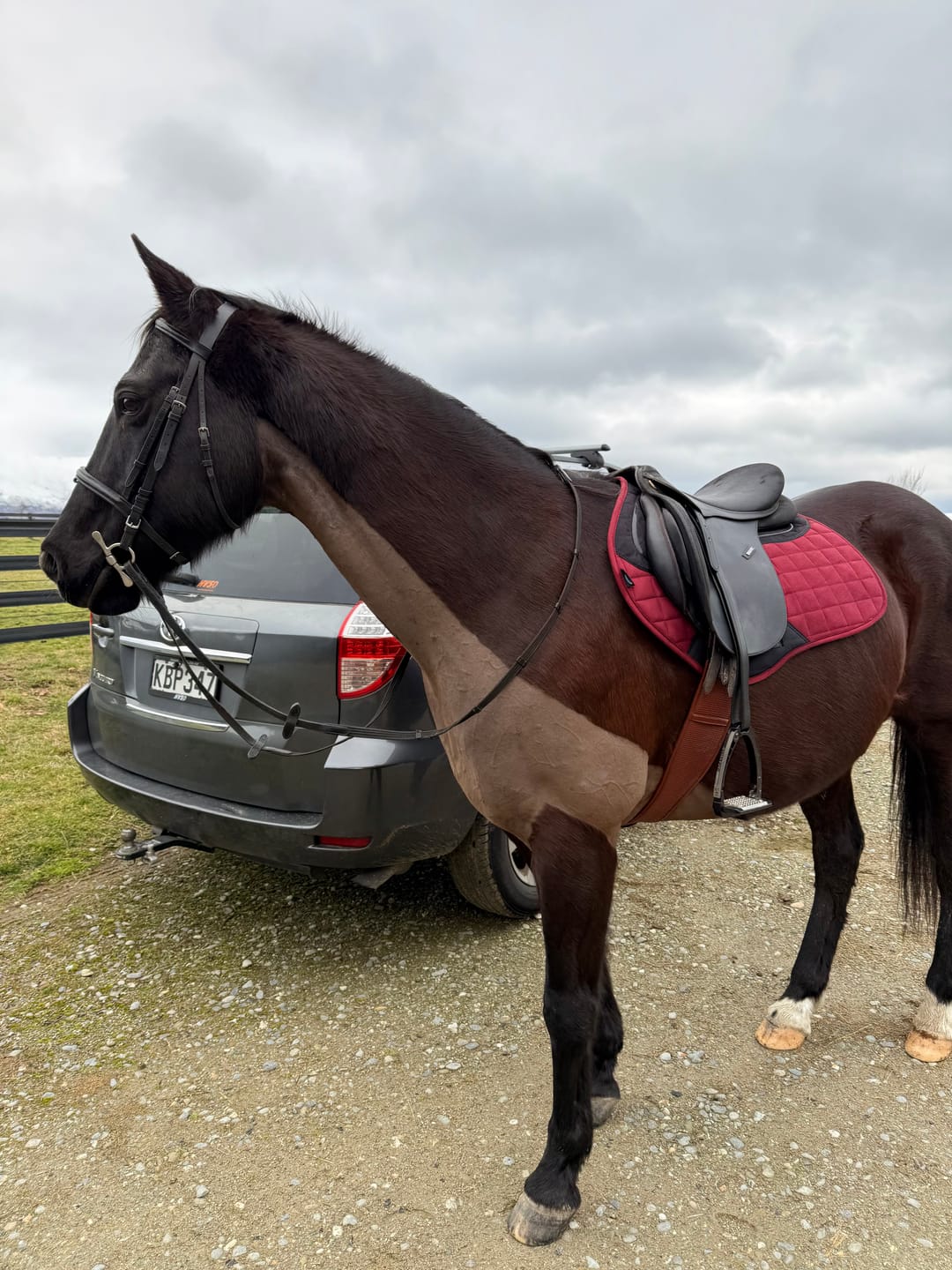 Customer photo review of Weatherbeeta Ultra Grip Jump Saddle Pad