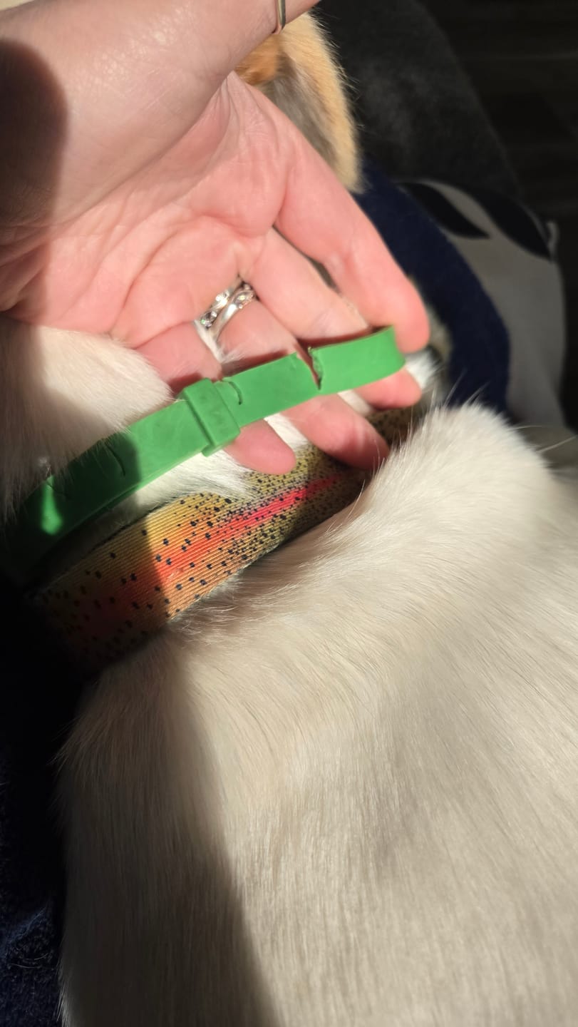 Customer photo review of FurLife™ - 8 Months All Natural Flea and Tick Collar for Dogs