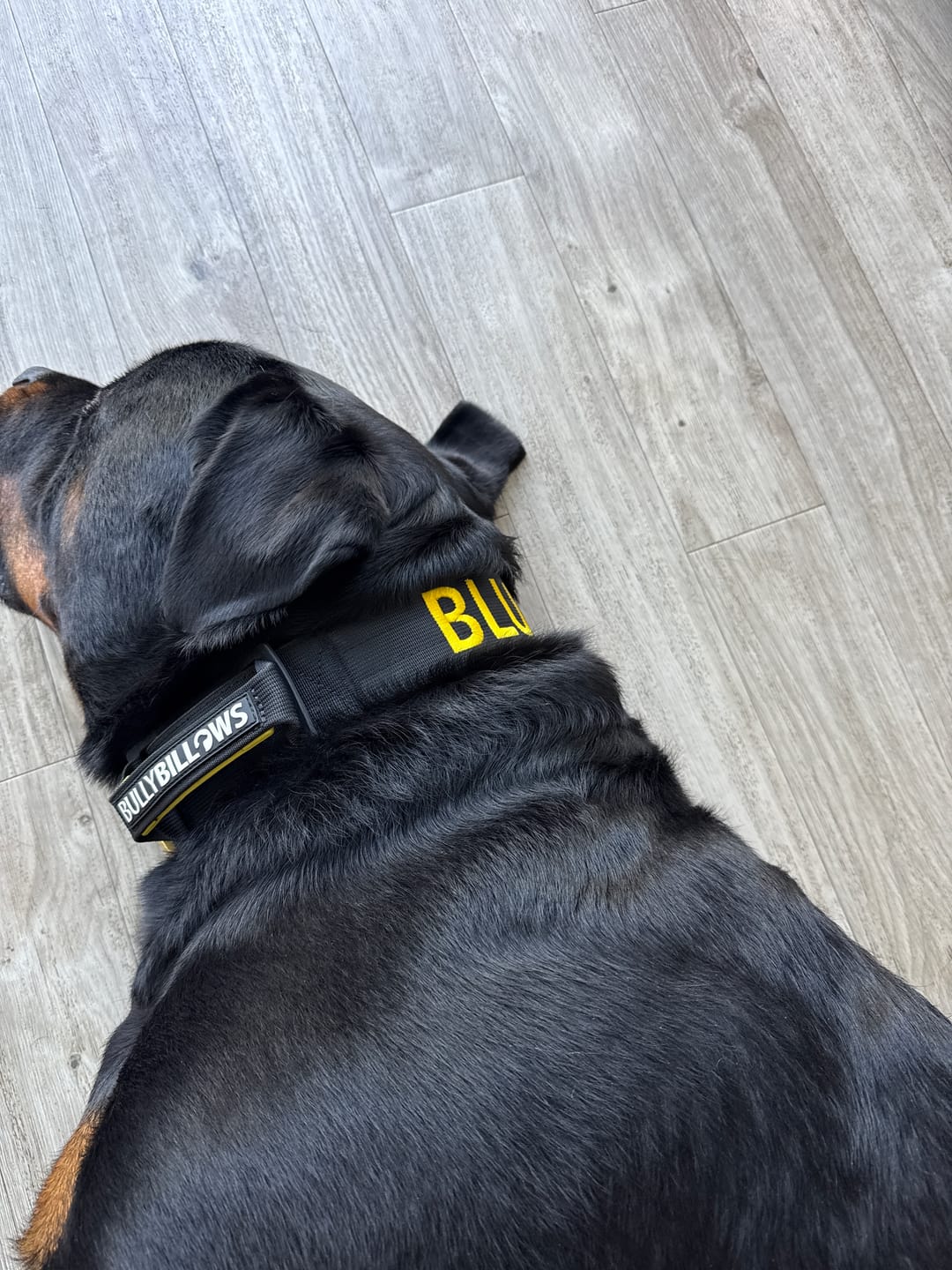 Customer photo review of 5cm Lighter Combat® Collar | With Handle Secure Clip - Black x Yellow