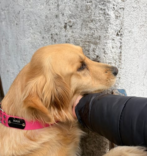 Customer photo review of Collar Remachado Básico (Perro)