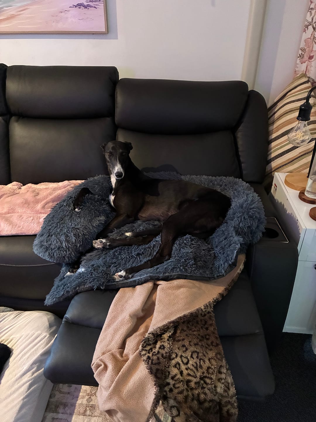 Customer photo review of Calming Couch Bed