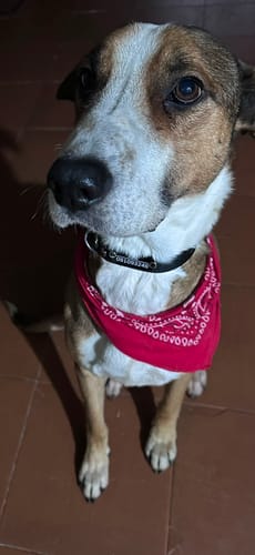Customer photo review of Collar Remachado Básico (Perro)