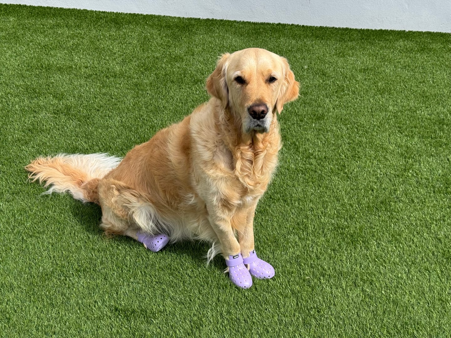 Customer photo review of WagWellies® Mojave