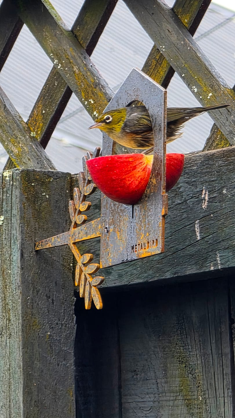 Customer photo review of Bird Feeder