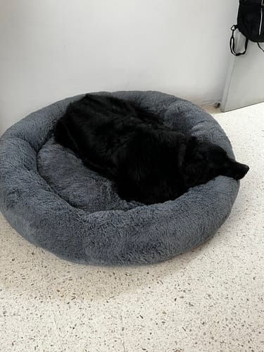 Customer's Cama Antiestrés para Perros, una cama redonda y gris con un perro negro descansando profundamente dentro.