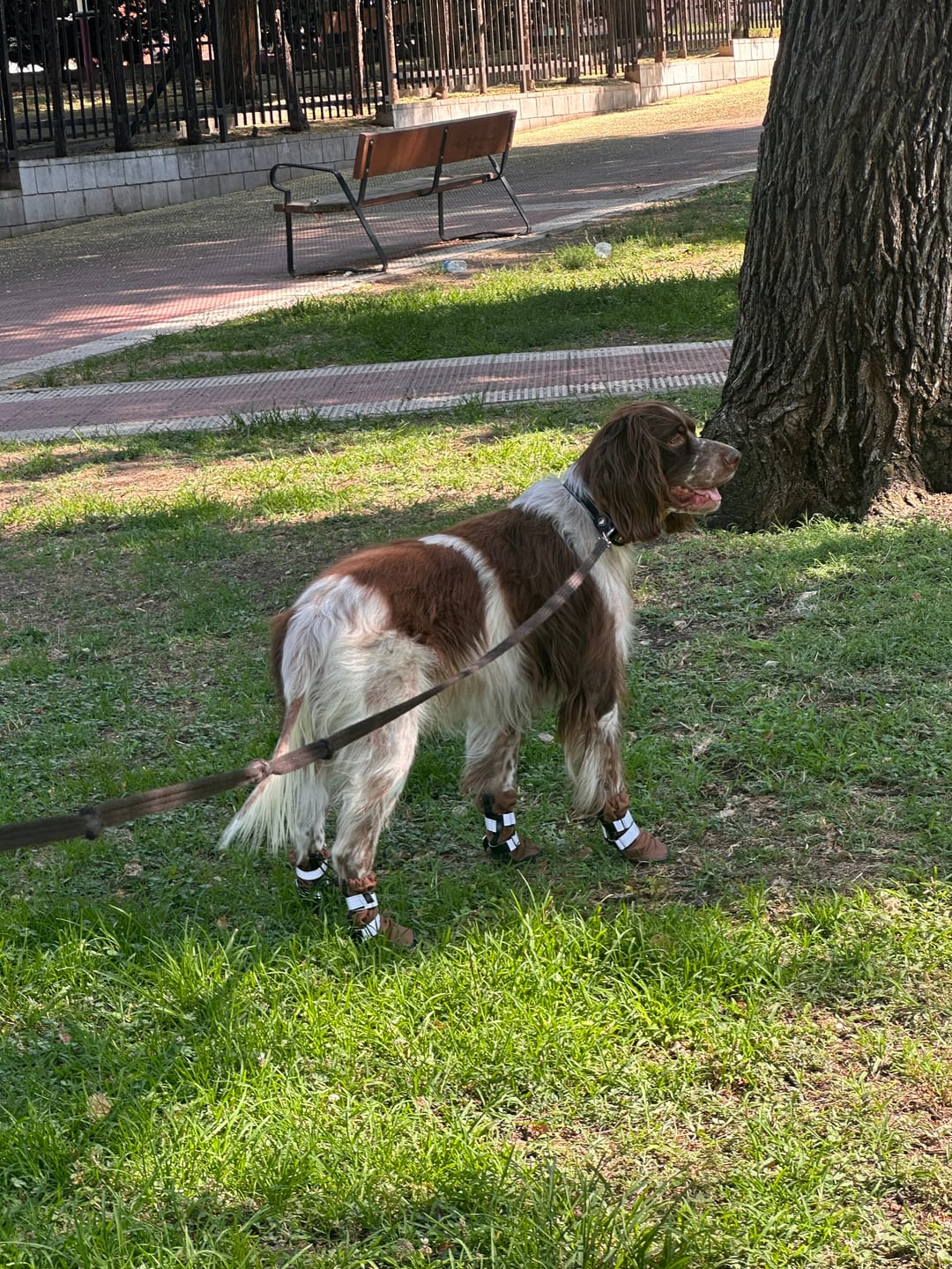 Customer photo review of Dog Rainboots, Waterproof Dog Shoes - Green