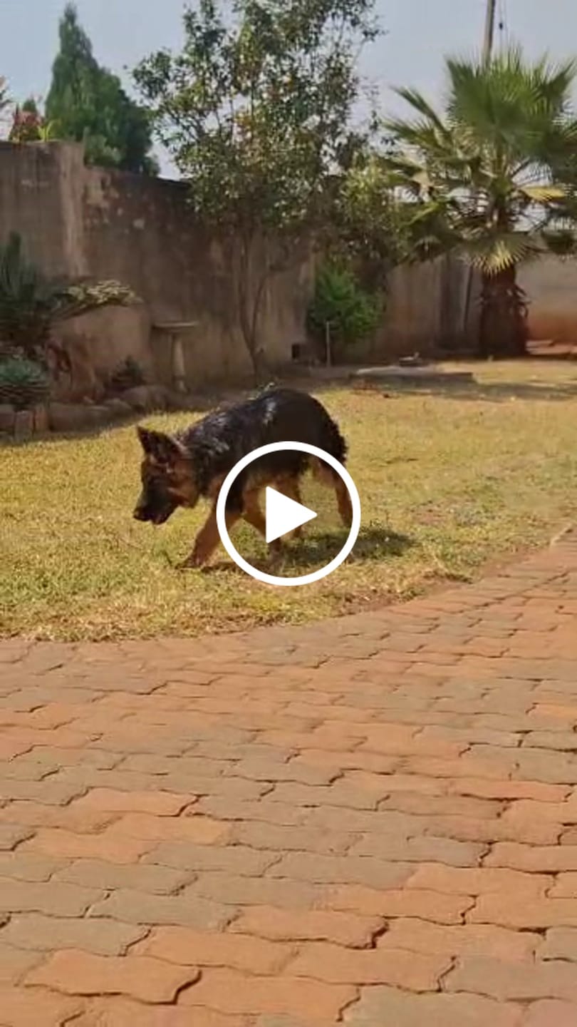 Customer video review of FlexCare (Joint & Movement Support For Dogs)