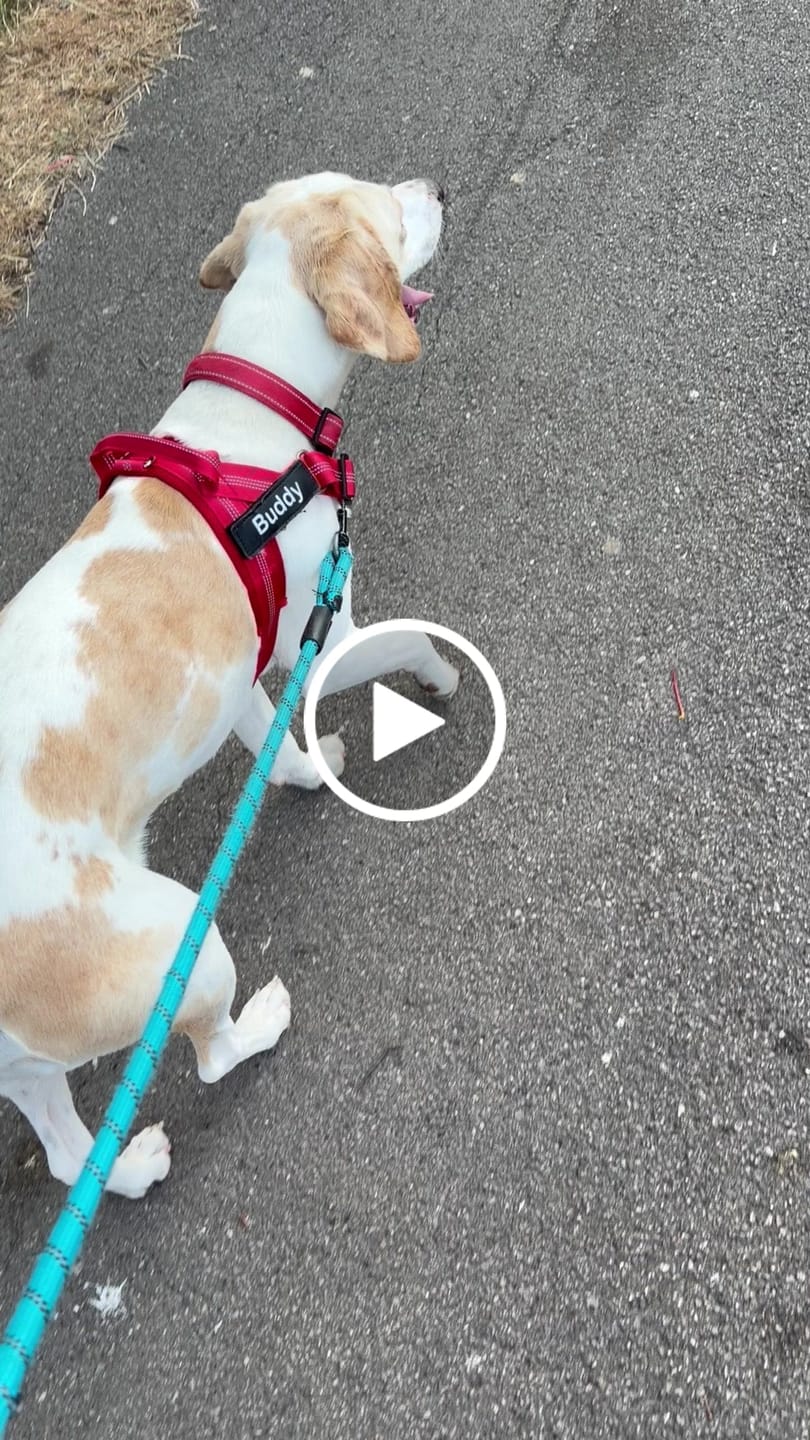 Customer video review of ParoPet No Pull Dog Harness