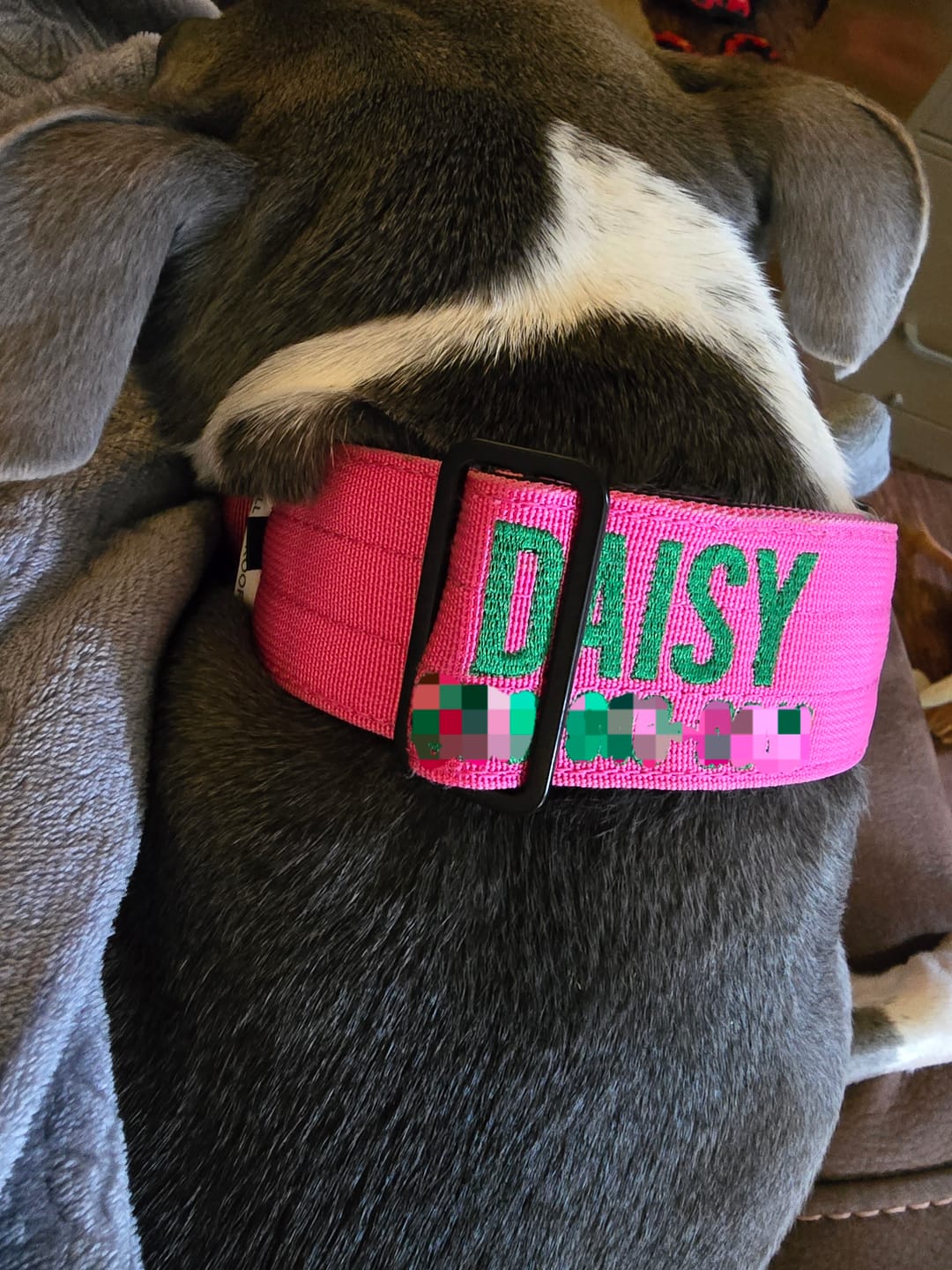 Customer photo review of Bully Proof Collar