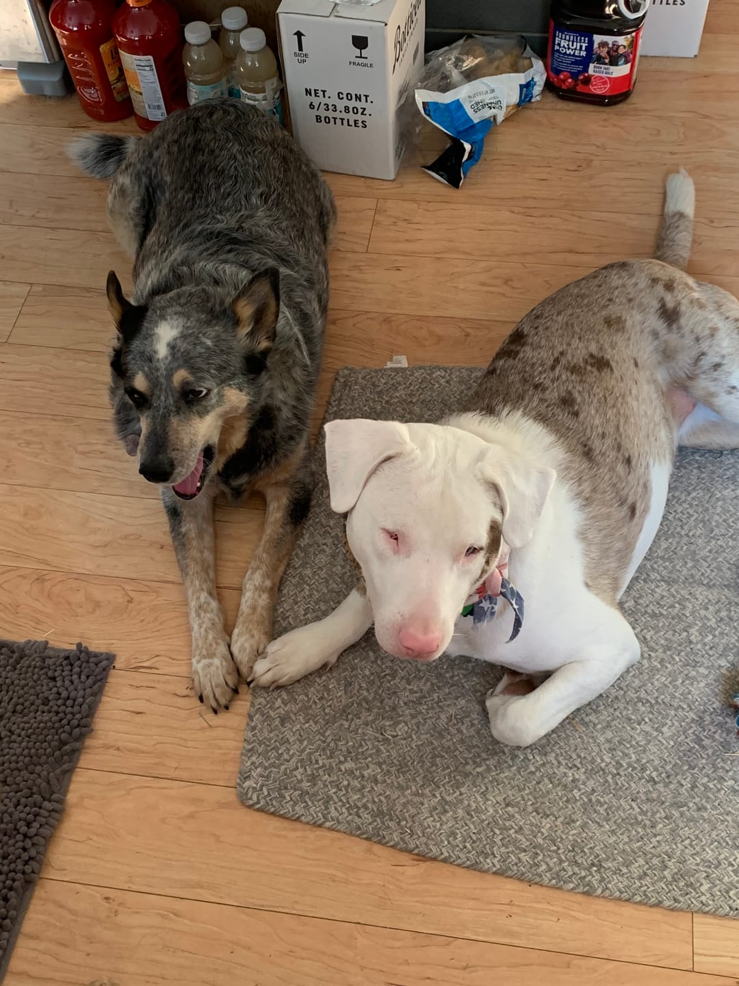 Customer photo review of FurLife Shipping Protection