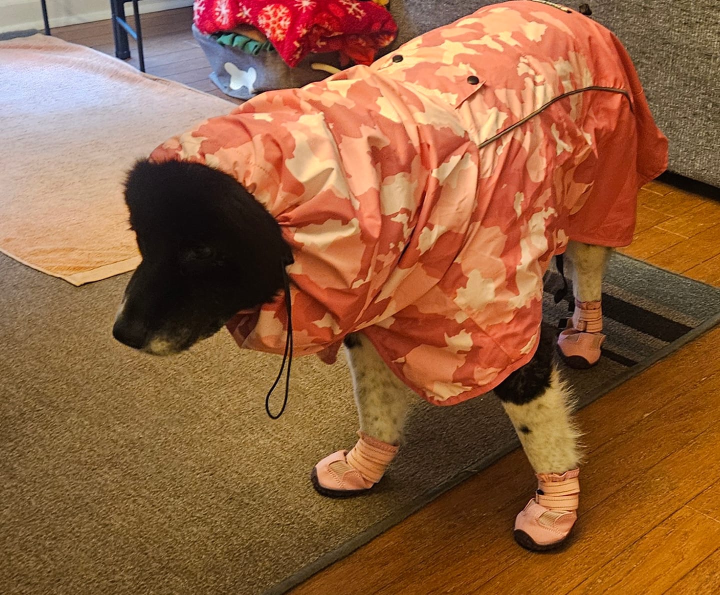 Customer photo review of Spark Paws 365 -  The All-Season Dog Shoes