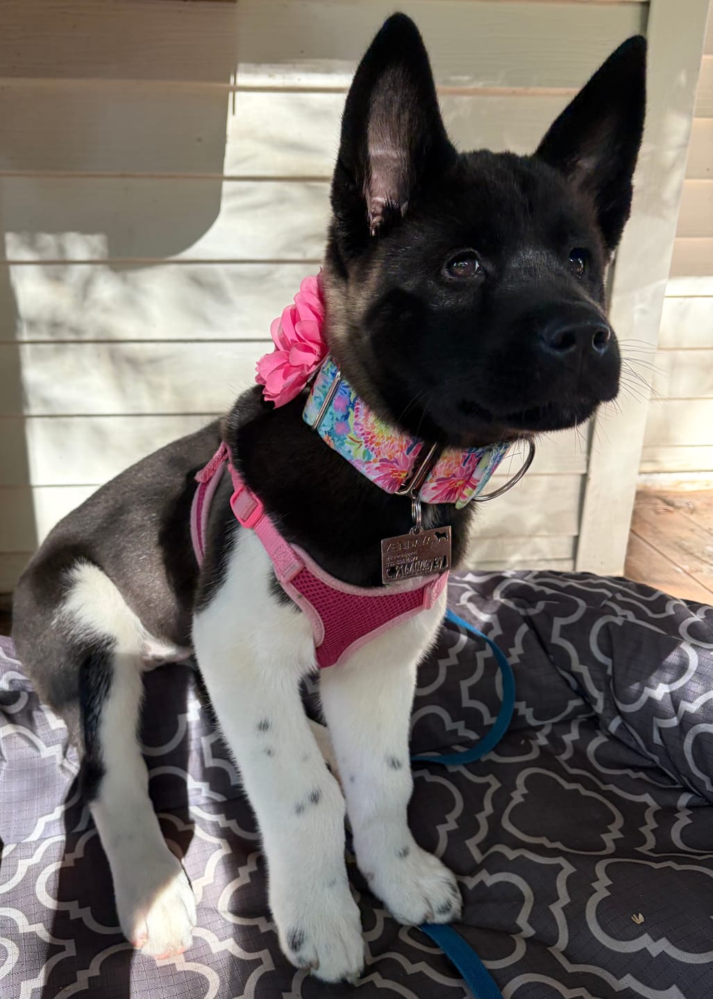 Customer photo review of Hollow-carved Dog ID Tags