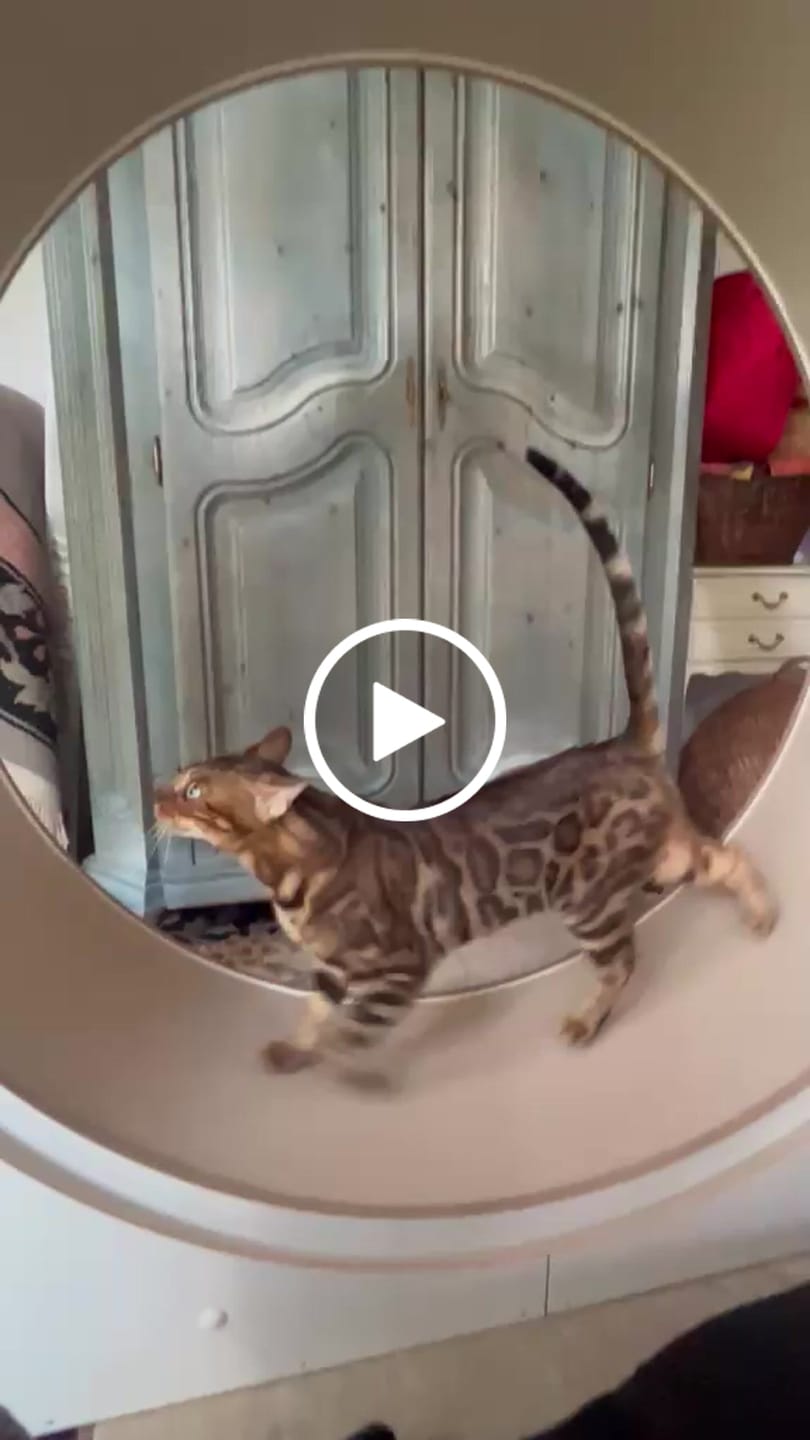 Customer video review of Sofort verfügbare Katzenlaufräder von ELMATO