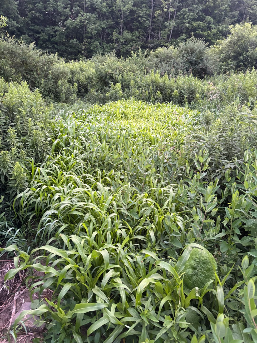 Customer photo review of Dove & Quail Plot
