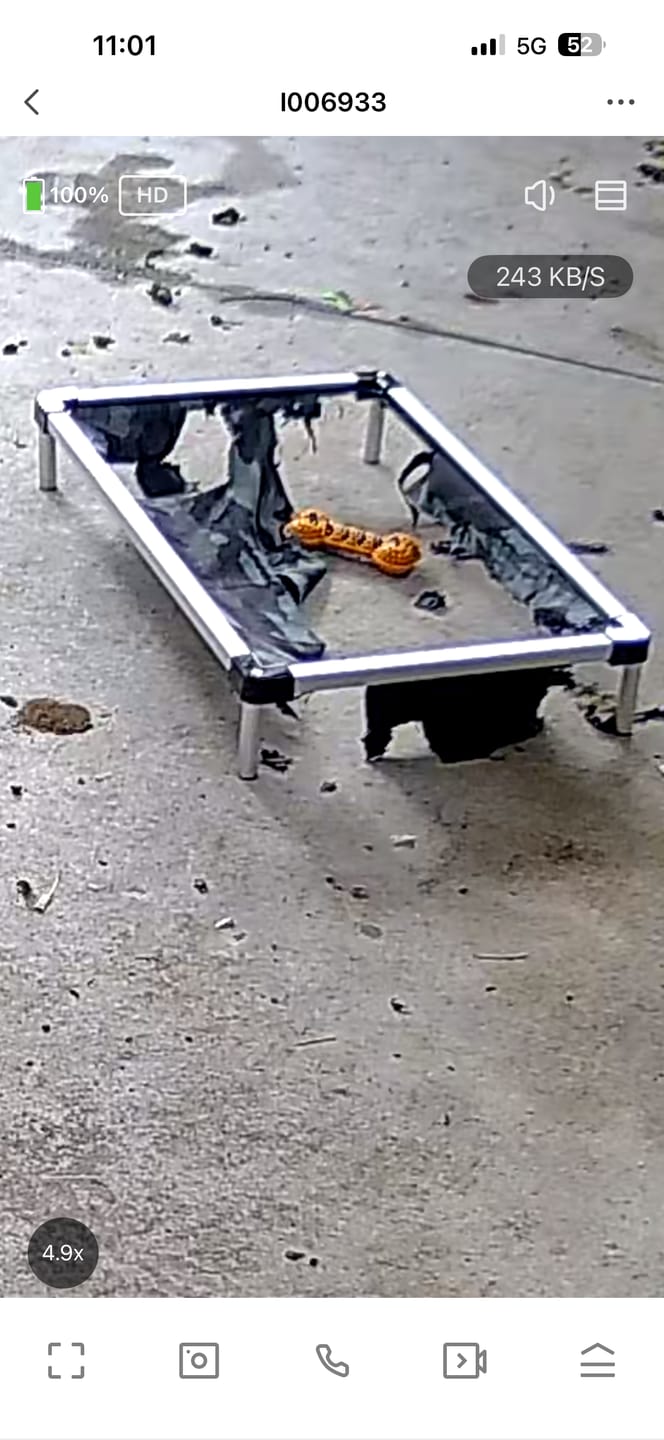 Customer photo review of Aluminium Outdoor Dog Bed Frame – Metal Base for Pets
