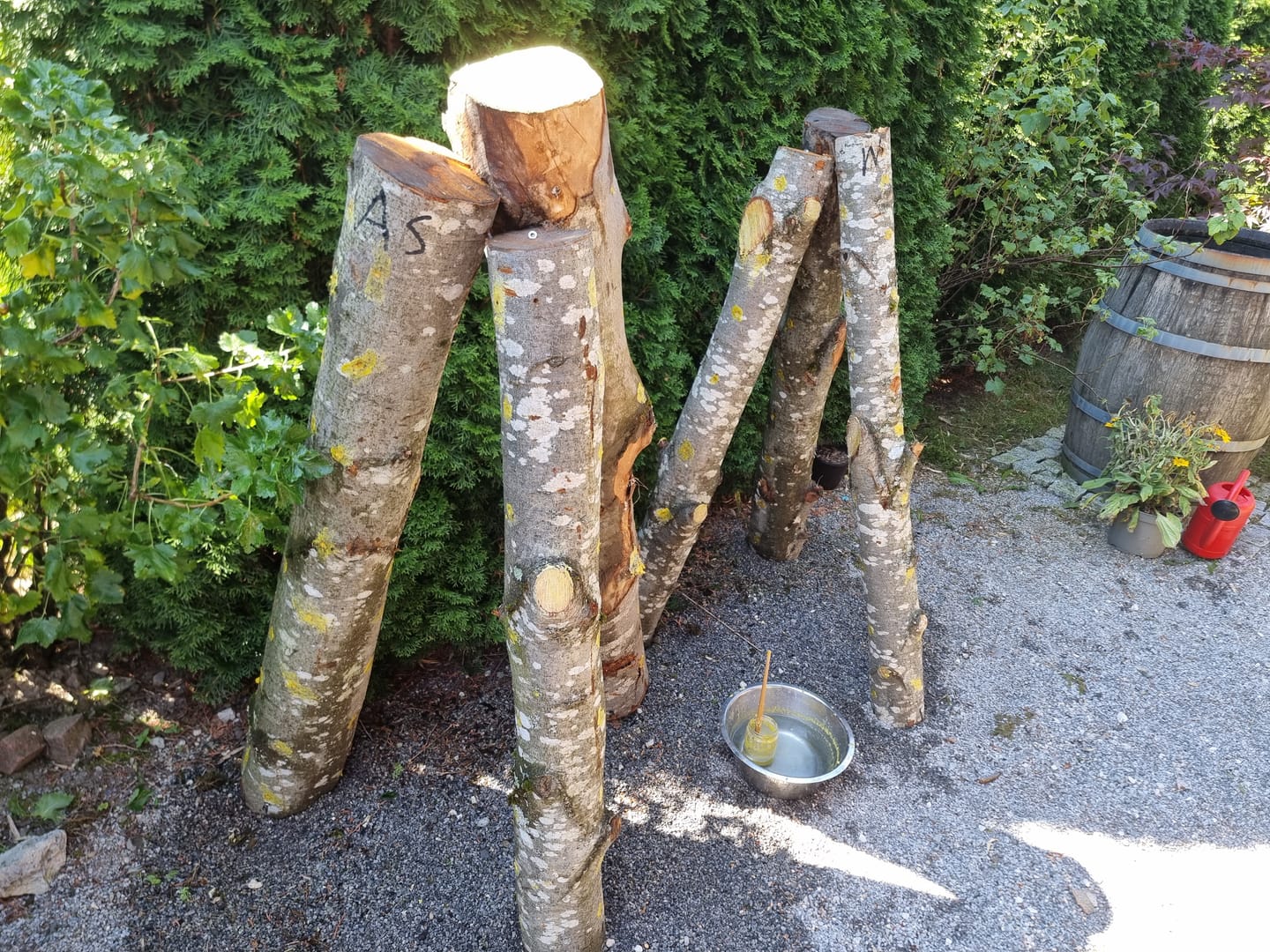 Customer photo review of Wilder Lungenseitling | Pleurotus pulmonarius Pilzdübel fertig besiedelt 50 Stück 8 x 40 mm
