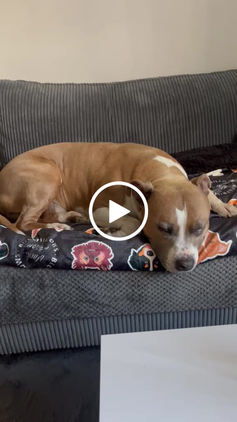 Customer video review of Black Edition | Luxury Dog & Human Blanket