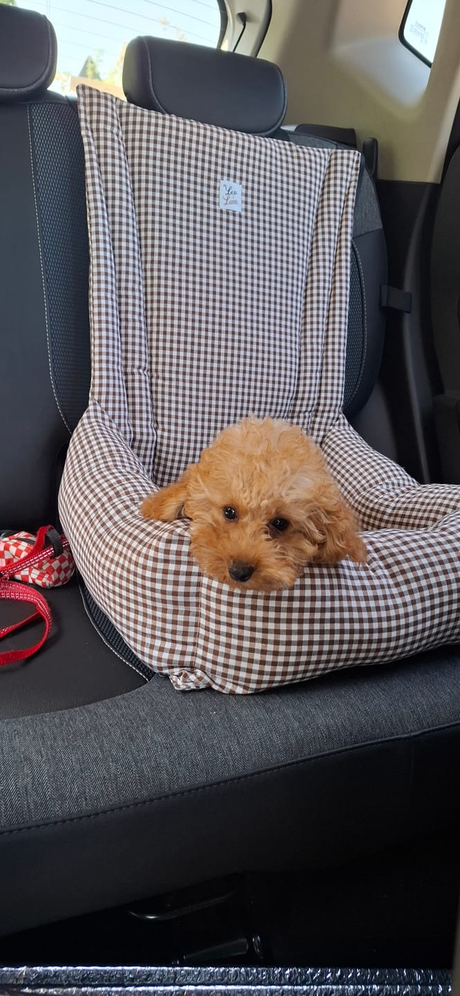 Customer photo review of Seggiolino Auto Cotone Vichy Marrone