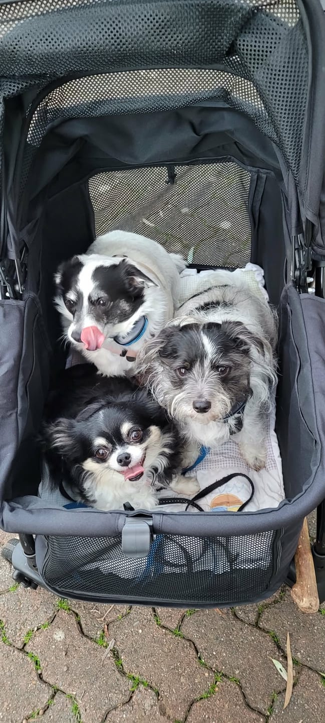 Customer photo review of Fur King Wagon - 30 kg Pet Pram