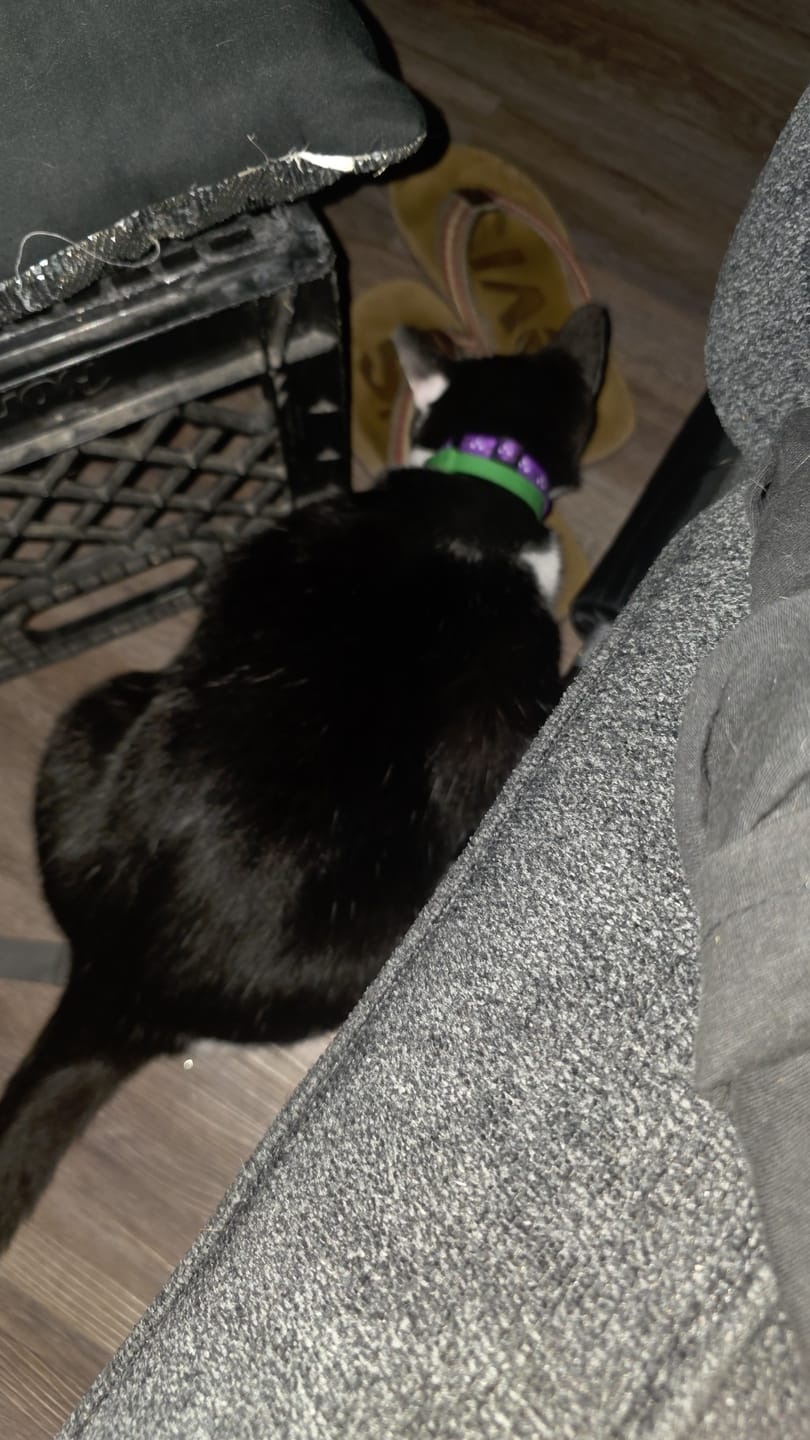 Customer photo review of FurLife™ - 8 Months Flea and Tick Free
