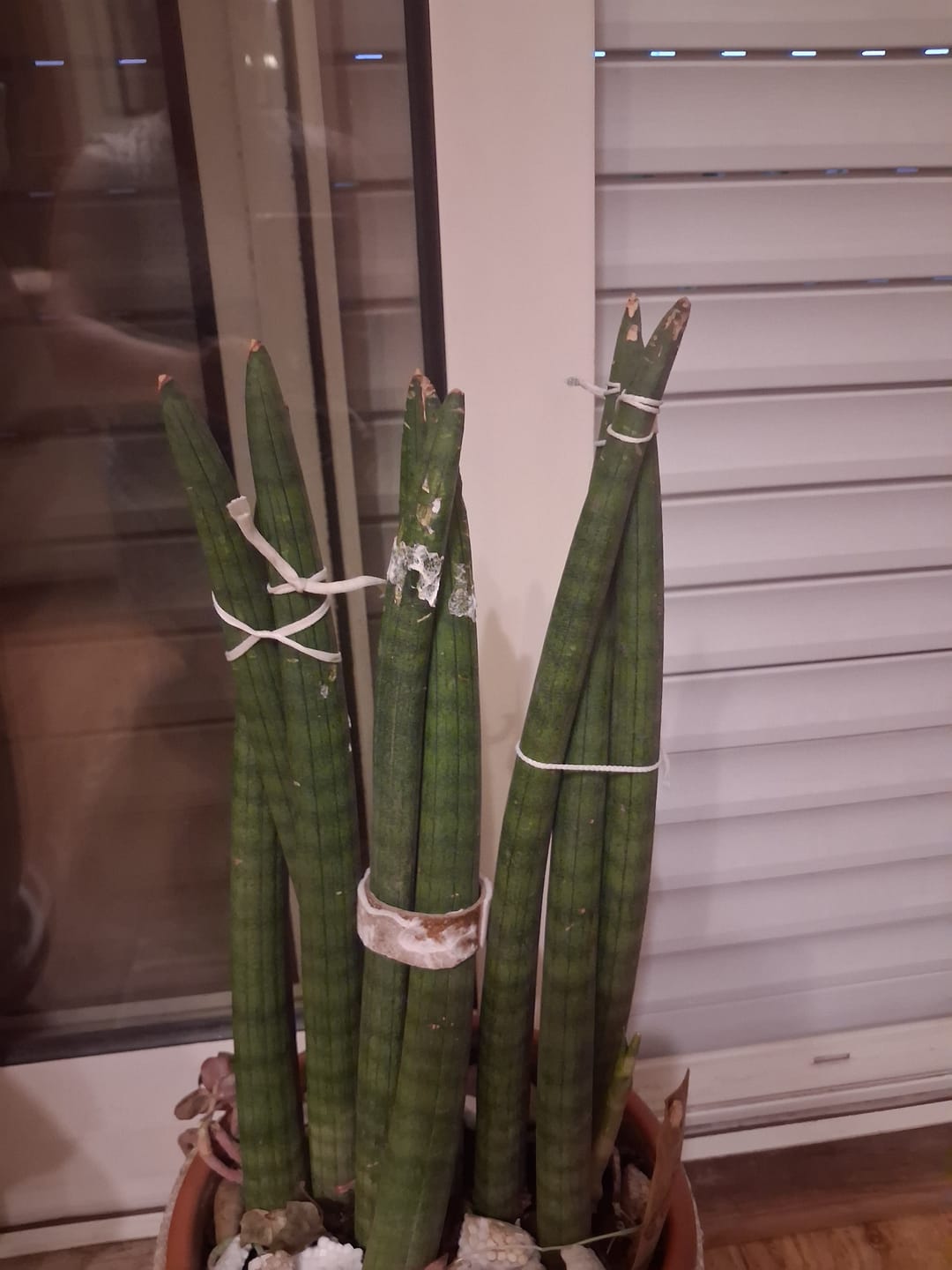 Customer photo review of Lança-de-são-jorge - Sansevieria cylindrica