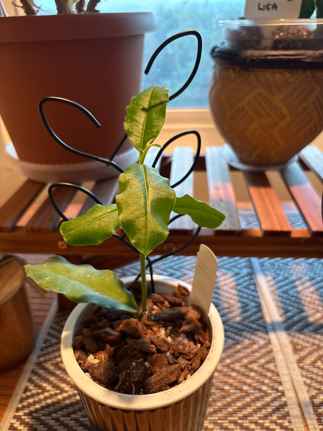 Customer photo review of Hoya imperialis