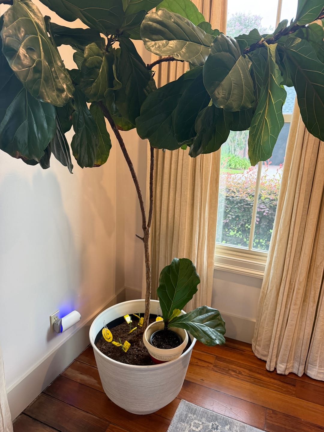 Customer photo review of Fiddle Leaf Fig Guide
