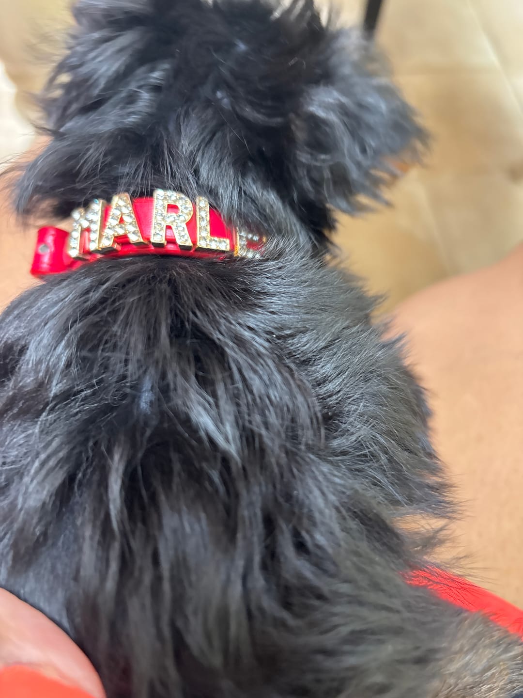 Customer photo review of The Personalized Sparkle Collar