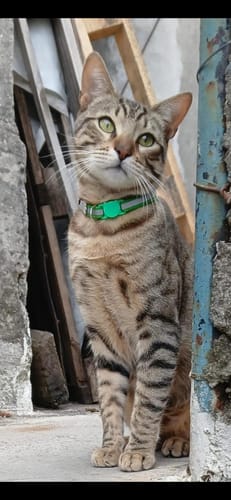 Customer photo review of Collar Remachado (Gato)