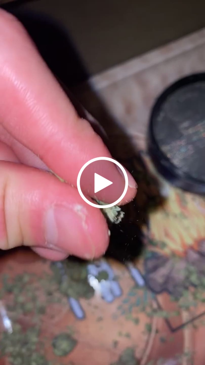 Customer video review of Glitterati Exotic THCA