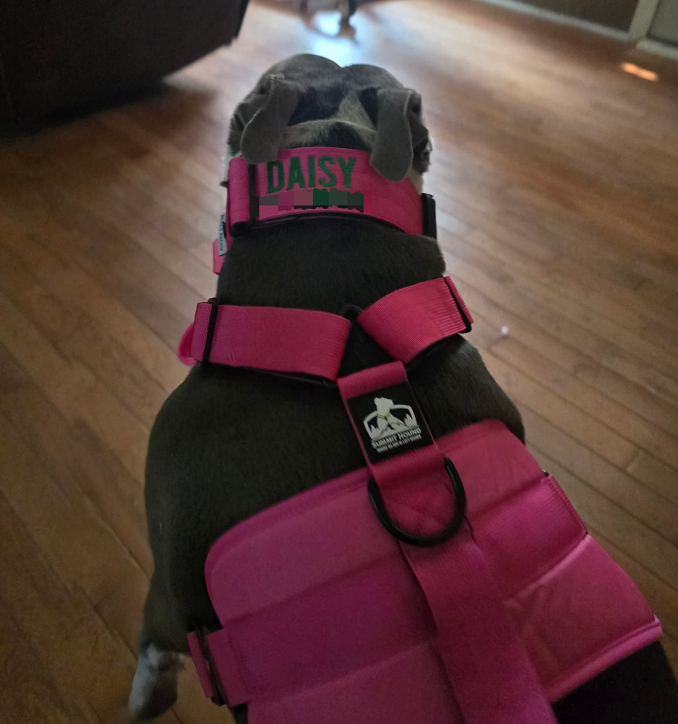 Customer photo review of No Pull Bully Proof Harness