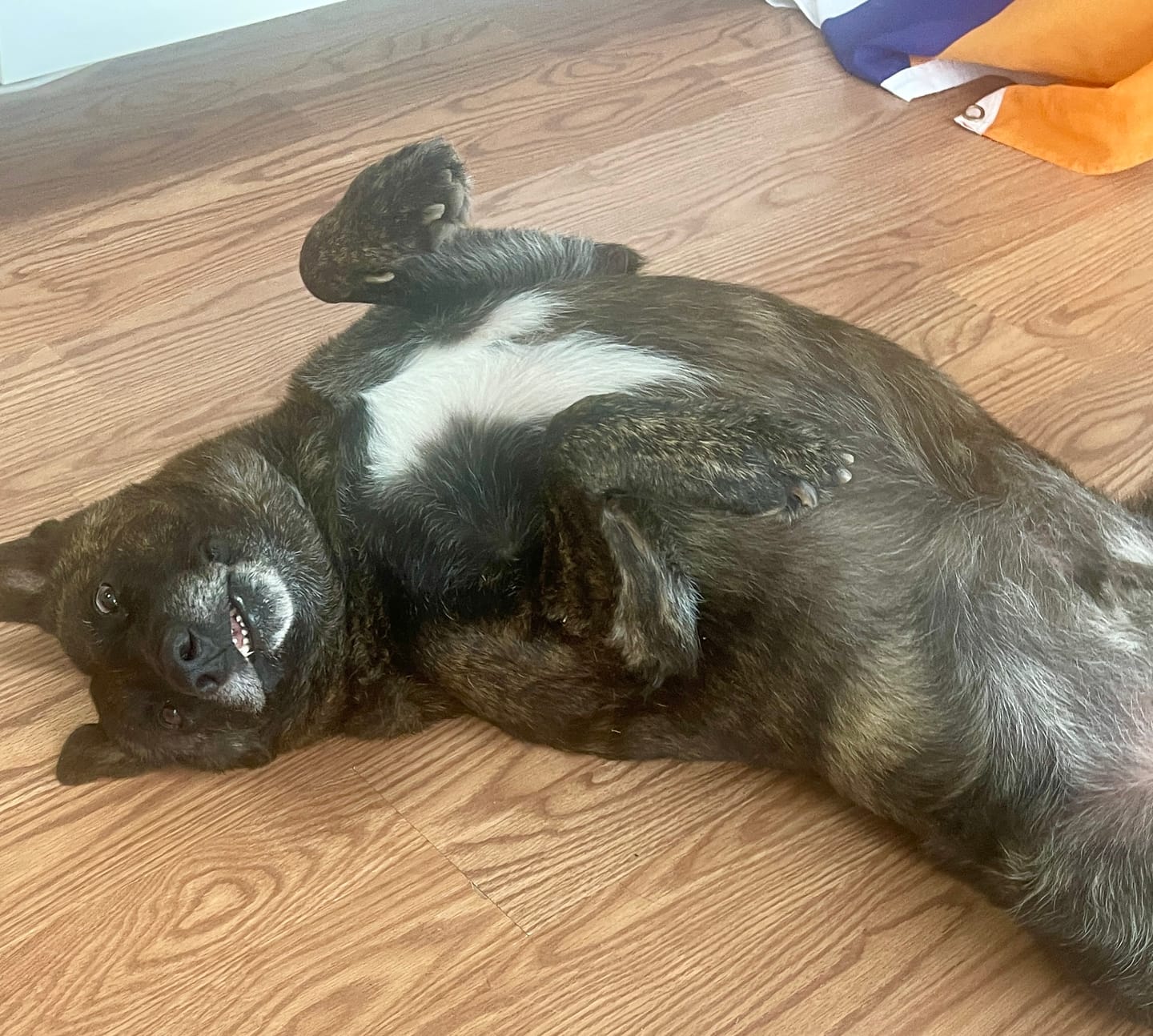 Customer photo review of Magische Mr. Pooh Pups | Vitaliteitskoek en Weed Power mix