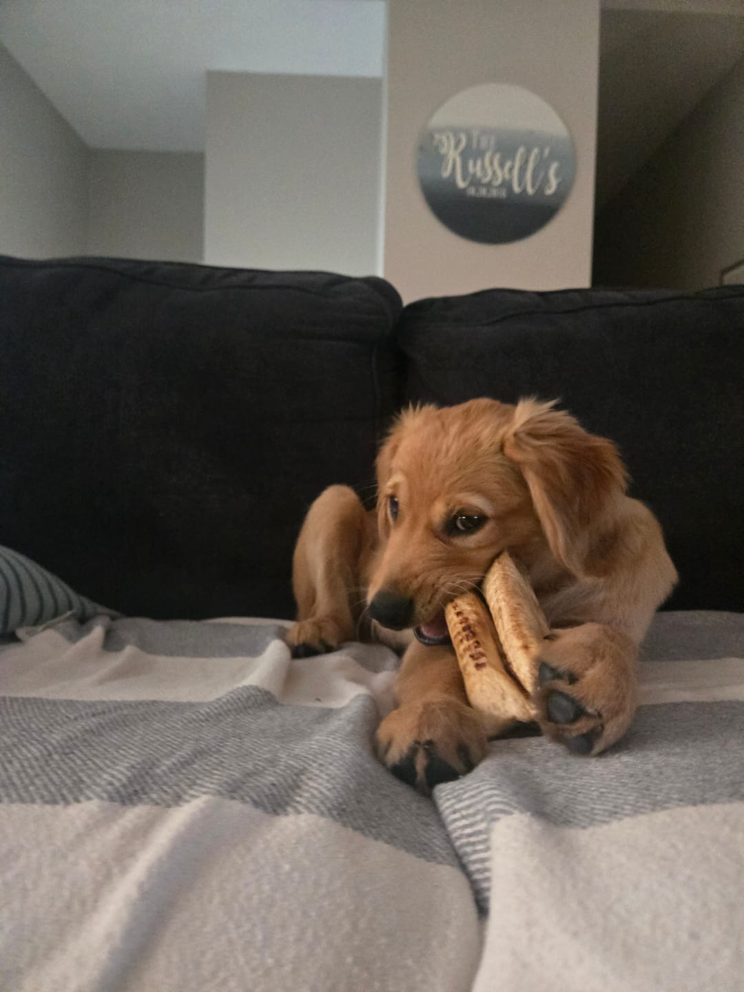 Customer photo review of 5-6 Inch Peanut Butter Cheek Roll
