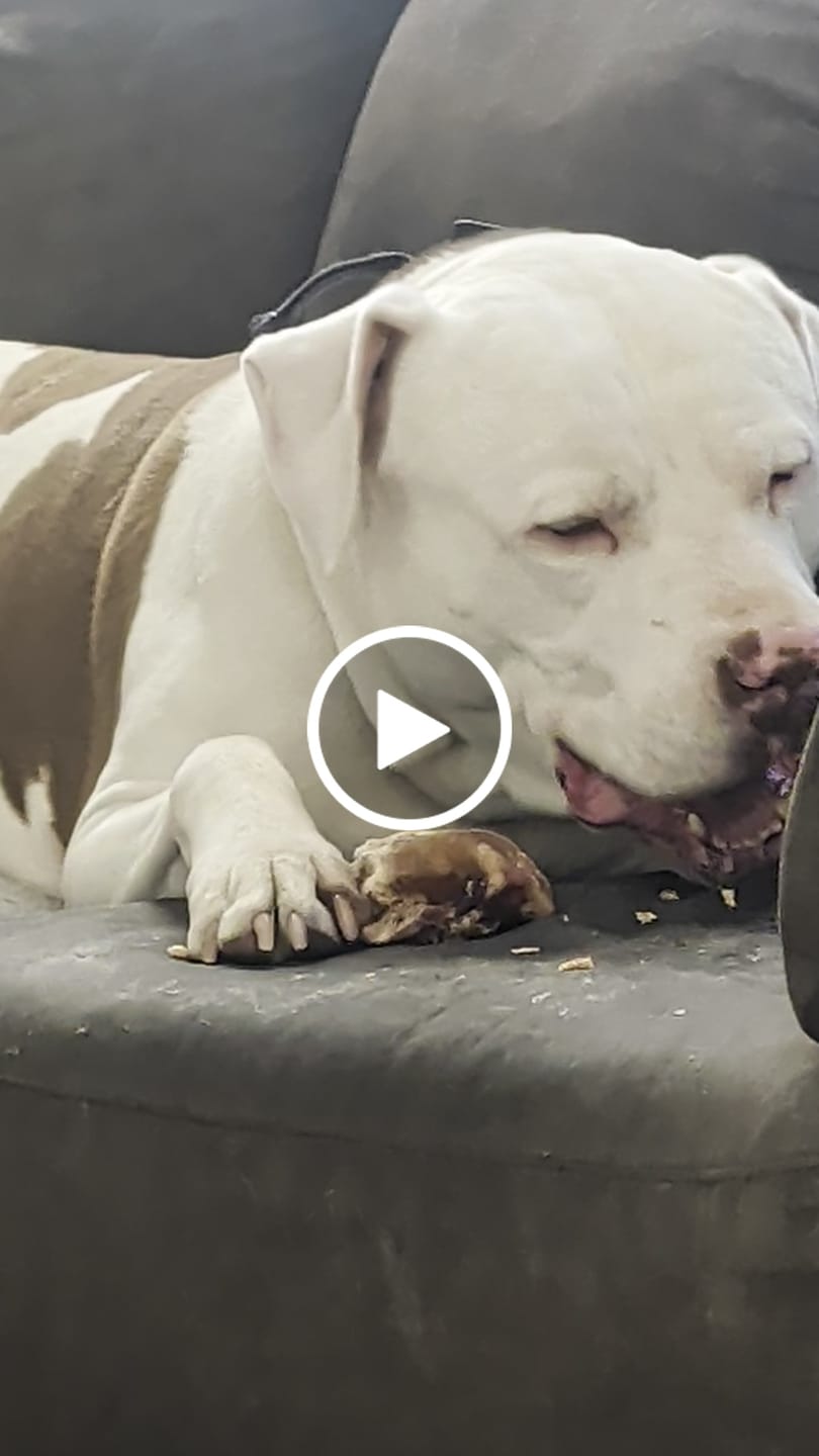Customer video review of Chewy Ostrich Knee Tendon: The Satisfying, Joint-Supporting Chew