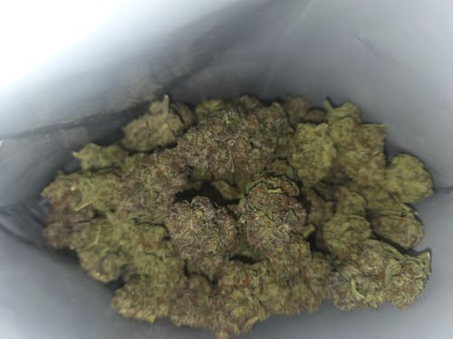 Customer's Sunday Driver flower, pile of green and purple buds inside a plastic bag.