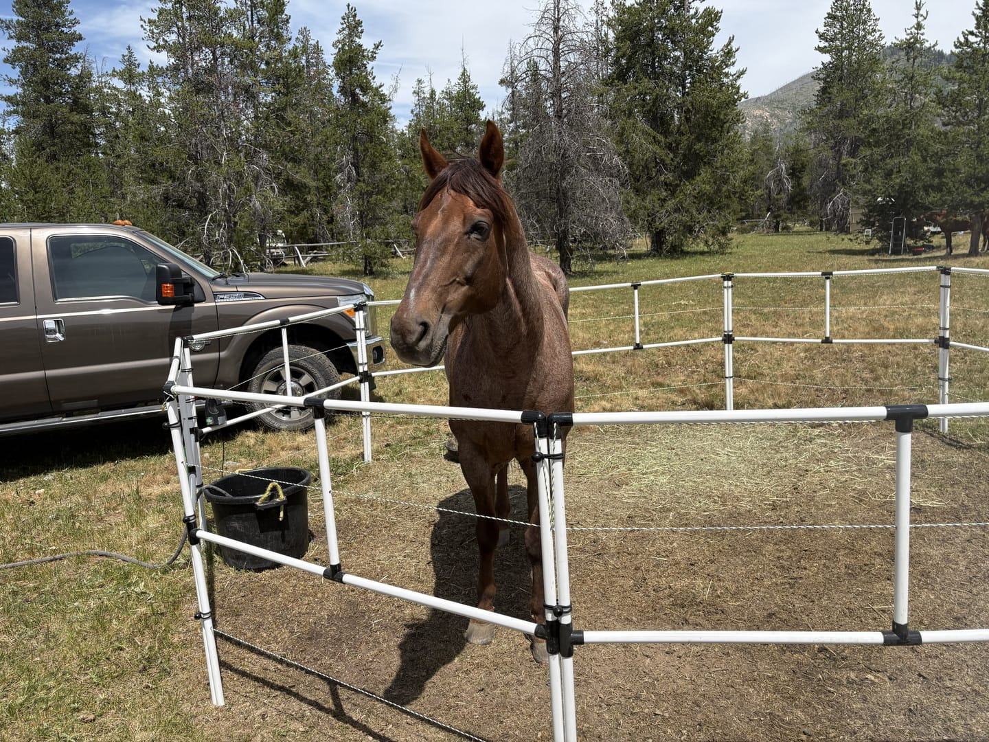 Customer photo review of Ready Made Portable Electric Horse Corral Fencing: (Electric EconoLine 2 Panels; 2 Rails)