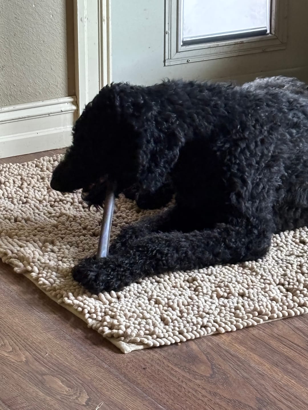 Customer photo review of Wholly Pup Gift Card