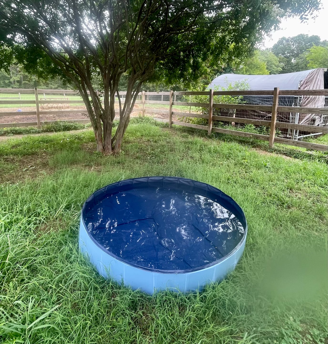 Customer photo review of Team K9® Foldable Dog Pool