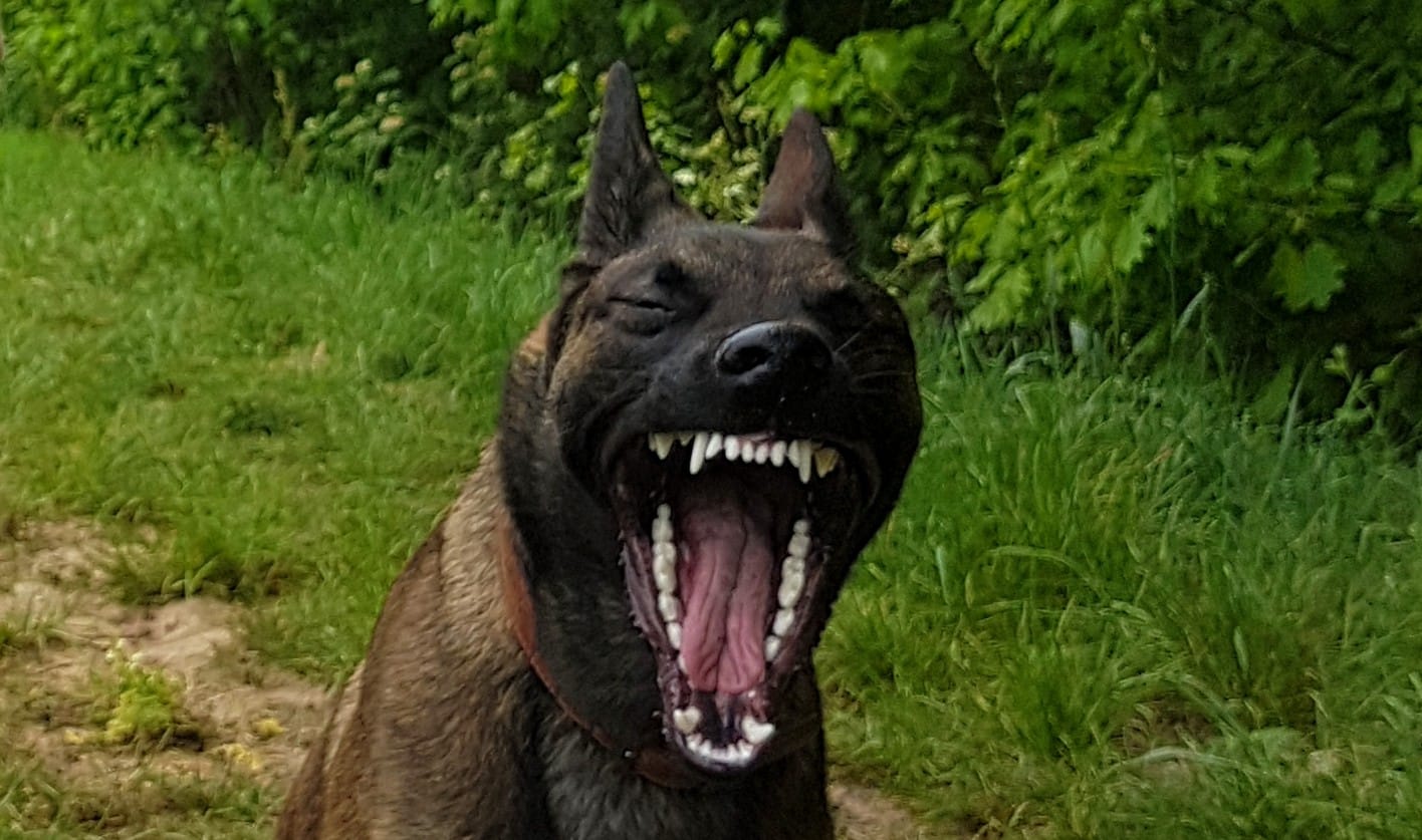 Customer photo review of Beemzy Tandpoeder voor Honden Moedertjesdag