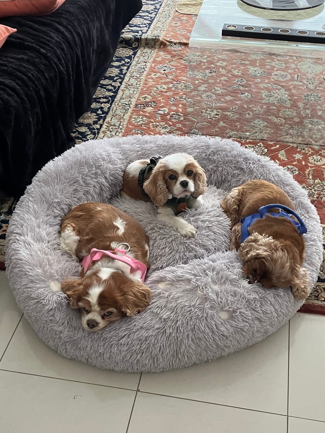 Customer photo review of Bugsy's Air-Dried Chicken