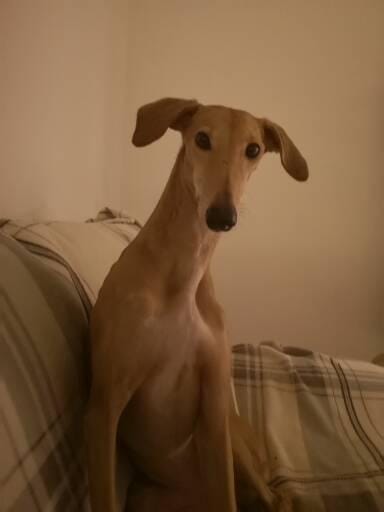 Customer photo review of Wurmtest Basic Hund
