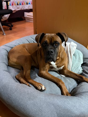 Customer's Cama Antiestrés para Perros, un perro Boxer descansa sobre la cama redonda y acolchada.
