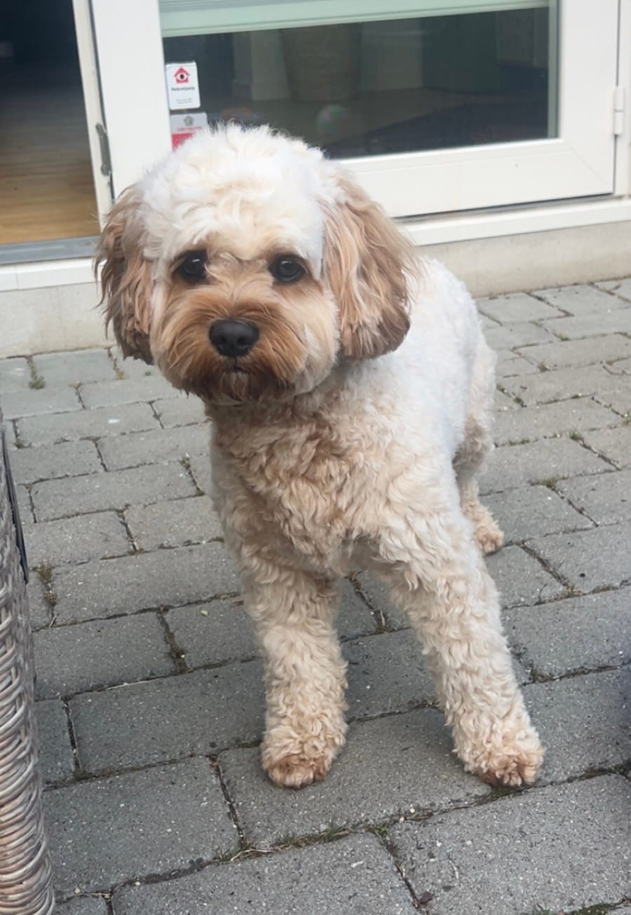 Customer photo review of Barkii Bløde Godbidder - Bland selv